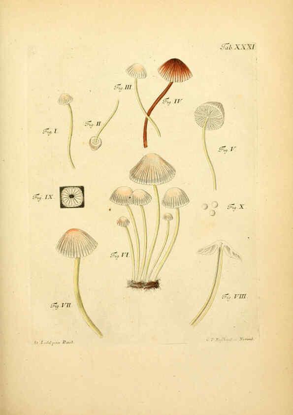 Reproducción/Reproduction 6257418940: Fungorum qui in Bavaria et Palatinatu circa Ratisbonam nascuntur icones, nativis coloribus expressae. v.1-2. Erlangae,Apud J.J. Palmium,1800