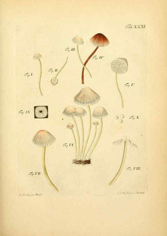 Reproducción/Reproduction 6257418940: Fungorum qui in Bavaria et Palatinatu circa Ratisbonam nascuntur icones, nativis coloribus expressae. v.1-2. Erlangae,Apud J.J. Palmium,1800