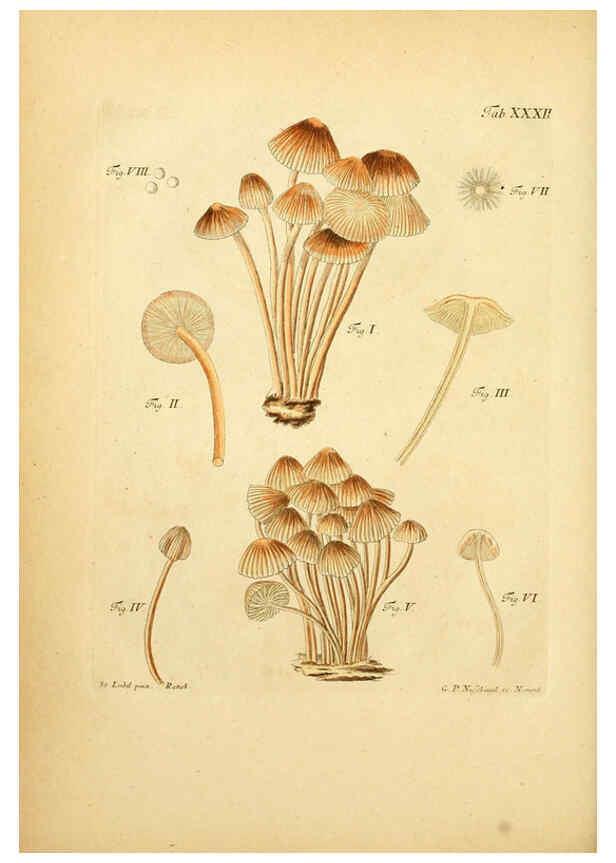 Reproducción/Reproduction 6256889461: Fungorum qui in Bavaria et Palatinatu circa Ratisbonam nascuntur icones, nativis coloribus expressae. v.1-2. Erlangae,Apud J.J. Palmium,1800