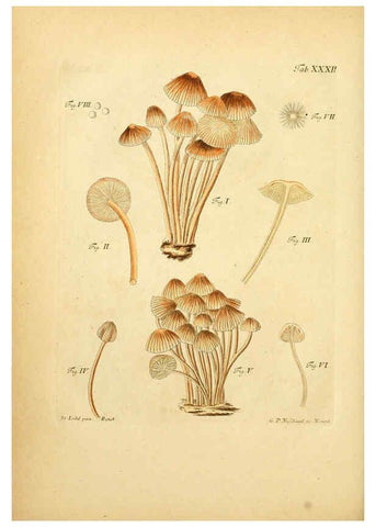 Reproducción/Reproduction 6256889461: Fungorum qui in Bavaria et Palatinatu circa Ratisbonam nascuntur icones, nativis coloribus expressae. v.1-2. Erlangae,Apud J.J. Palmium,1800