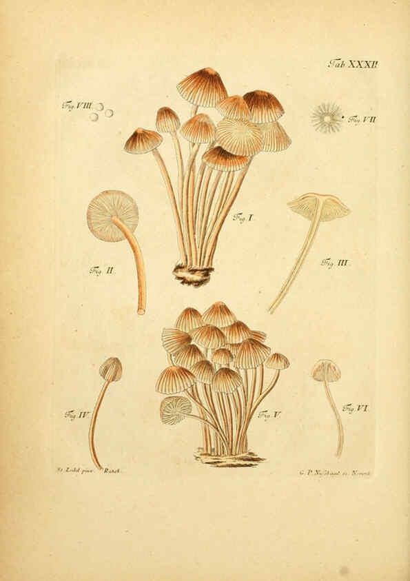 Reproducción/Reproduction 6256889461: Fungorum qui in Bavaria et Palatinatu circa Ratisbonam nascuntur icones, nativis coloribus expressae. v.1-2. Erlangae,Apud J.J. Palmium,1800