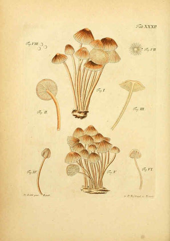 Reproducción/Reproduction 6256889461: Fungorum qui in Bavaria et Palatinatu circa Ratisbonam nascuntur icones, nativis coloribus expressae. v.1-2. Erlangae,Apud J.J. Palmium,1800