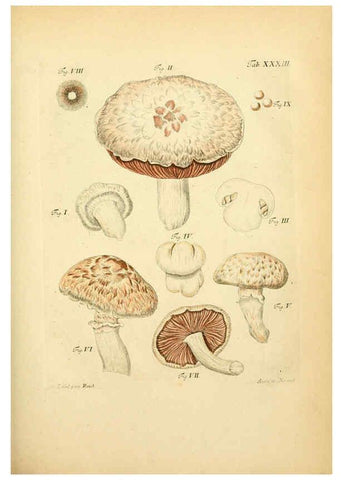 Reproducción/Reproduction 6257419450: Fungorum qui in Bavaria et Palatinatu circa Ratisbonam nascuntur icones, nativis coloribus expressae. v.1-2. Erlangae,Apud J.J. Palmium,1800