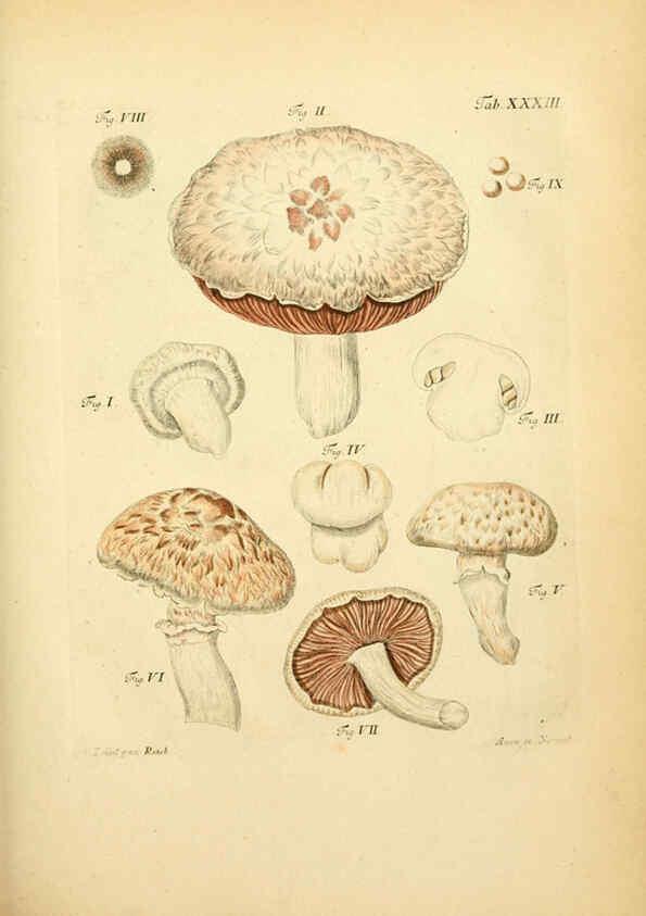 Reproducción/Reproduction 6257419450: Fungorum qui in Bavaria et Palatinatu circa Ratisbonam nascuntur icones, nativis coloribus expressae. v.1-2. Erlangae,Apud J.J. Palmium,1800