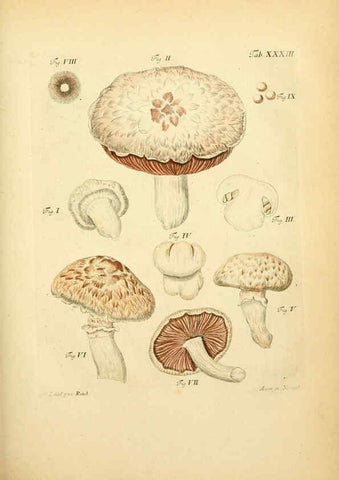 Reproducción/Reproduction 6257419450: Fungorum qui in Bavaria et Palatinatu circa Ratisbonam nascuntur icones, nativis coloribus expressae. v.1-2. Erlangae,Apud J.J. Palmium,1800