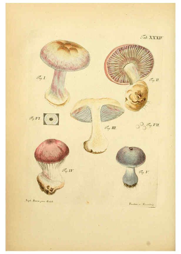 Reproducción/Reproduction 6256889939: Fungorum qui in Bavaria et Palatinatu circa Ratisbonam nascuntur icones, nativis coloribus expressae. v.1-2. Erlangae,Apud J.J. Palmium,1800