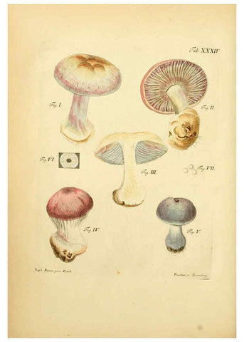 Reproducción/Reproduction 6256889939: Fungorum qui in Bavaria et Palatinatu circa Ratisbonam nascuntur icones, nativis coloribus expressae. v.1-2. Erlangae,Apud J.J. Palmium,1800