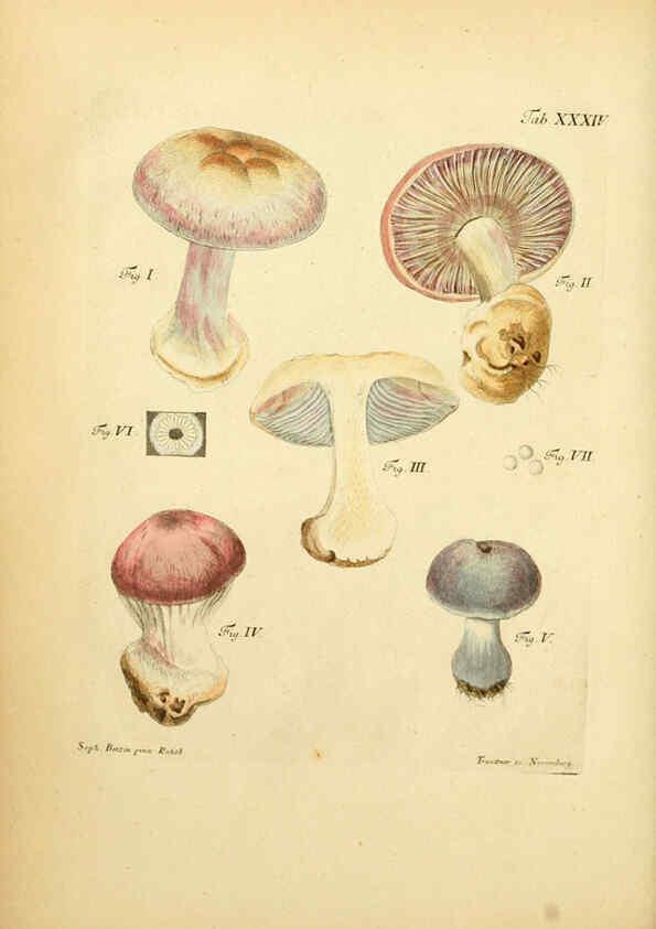 Reproducción/Reproduction 6256889939: Fungorum qui in Bavaria et Palatinatu circa Ratisbonam nascuntur icones, nativis coloribus expressae. v.1-2. Erlangae,Apud J.J. Palmium,1800