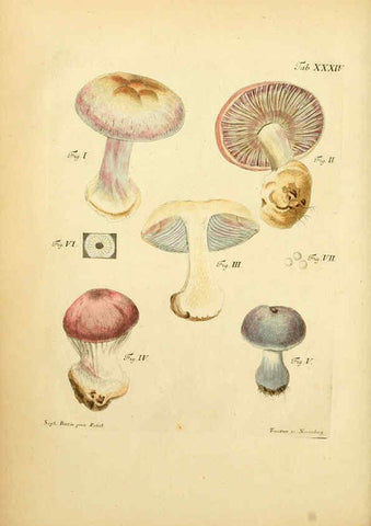 Reproducción/Reproduction 6256889939: Fungorum qui in Bavaria et Palatinatu circa Ratisbonam nascuntur icones, nativis coloribus expressae. v.1-2. Erlangae,Apud J.J. Palmium,1800