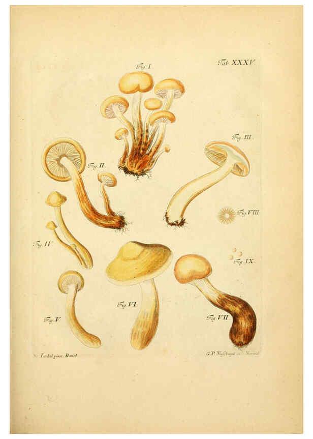 Reproducción/Reproduction 6256890139: Fungorum qui in Bavaria et Palatinatu circa Ratisbonam nascuntur icones, nativis coloribus expressae. v.1-2. Erlangae,Apud J.J. Palmium,1800