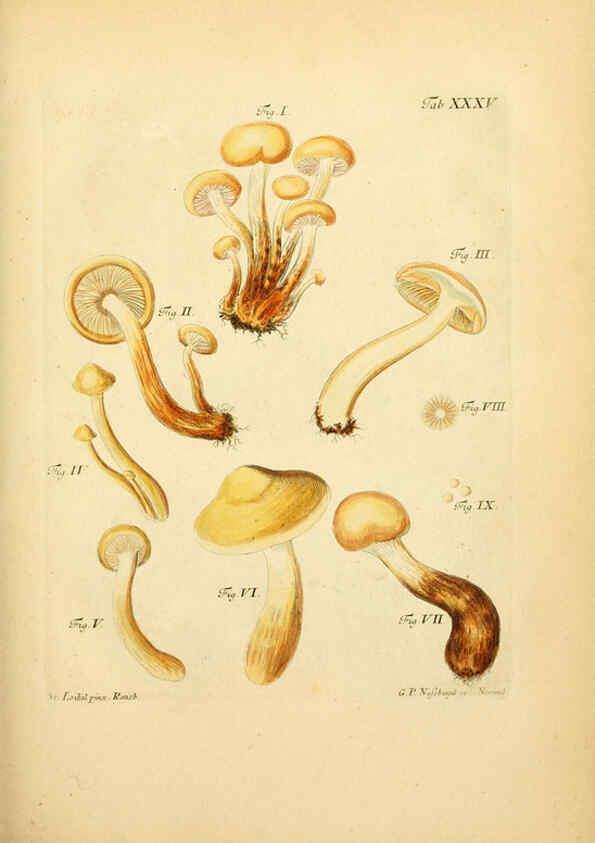 Reproducción/Reproduction 6256890139: Fungorum qui in Bavaria et Palatinatu circa Ratisbonam nascuntur icones, nativis coloribus expressae. v.1-2. Erlangae,Apud J.J. Palmium,1800