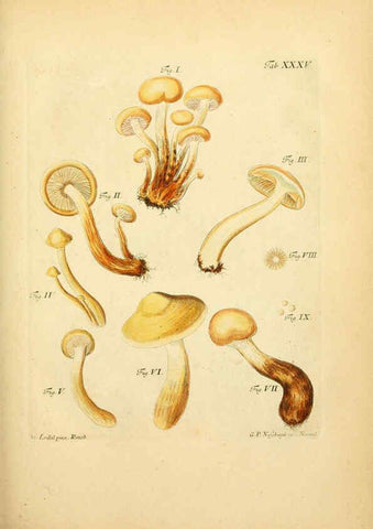Reproducción/Reproduction 6256890139: Fungorum qui in Bavaria et Palatinatu circa Ratisbonam nascuntur icones, nativis coloribus expressae. v.1-2. Erlangae,Apud J.J. Palmium,1800