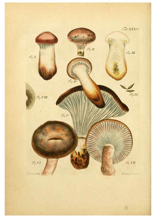 Reproducción/Reproduction 6257420054: Fungorum qui in Bavaria et Palatinatu circa Ratisbonam nascuntur icones, nativis coloribus expressae. v.1-2. Erlangae,Apud J.J. Palmium,1800