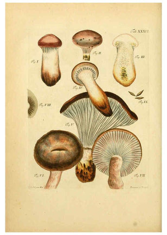 Reproducción/Reproduction 6257420054: Fungorum qui in Bavaria et Palatinatu circa Ratisbonam nascuntur icones, nativis coloribus expressae. v.1-2. Erlangae,Apud J.J. Palmium,1800