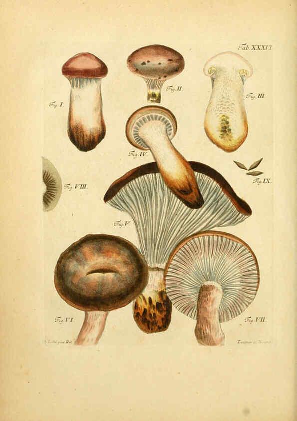 Reproducción/Reproduction 6257420054: Fungorum qui in Bavaria et Palatinatu circa Ratisbonam nascuntur icones, nativis coloribus expressae. v.1-2. Erlangae,Apud J.J. Palmium,1800