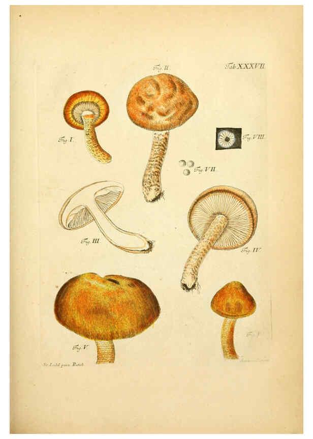 Reproducción/Reproduction 6257420354: Fungorum qui in Bavaria et Palatinatu circa Ratisbonam nascuntur icones, nativis coloribus expressae. v.1-2. Erlangae,Apud J.J. Palmium,1800