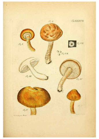 Reproducción/Reproduction 6257420354: Fungorum qui in Bavaria et Palatinatu circa Ratisbonam nascuntur icones, nativis coloribus expressae. v.1-2. Erlangae,Apud J.J. Palmium,1800