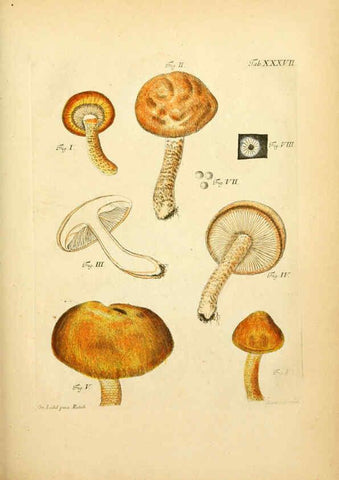 Reproducción/Reproduction 6257420354: Fungorum qui in Bavaria et Palatinatu circa Ratisbonam nascuntur icones, nativis coloribus expressae. v.1-2. Erlangae,Apud J.J. Palmium,1800