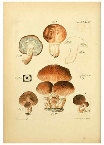 Reproducción/Reproduction 6256890843: Fungorum qui in Bavaria et Palatinatu circa Ratisbonam nascuntur icones, nativis coloribus expressae. v.1-2. Erlangae,Apud J.J. Palmium,1800