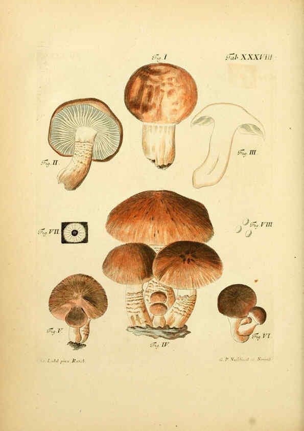 Reproducción/Reproduction 6256890843: Fungorum qui in Bavaria et Palatinatu circa Ratisbonam nascuntur icones, nativis coloribus expressae. v.1-2. Erlangae,Apud J.J. Palmium,1800