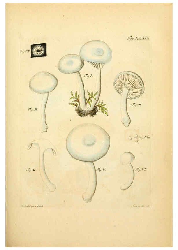 Reproducción/Reproduction 6257420808: Fungorum qui in Bavaria et Palatinatu circa Ratisbonam nascuntur icones, nativis coloribus expressae. v.1-2. Erlangae,Apud J.J. Palmium,1800