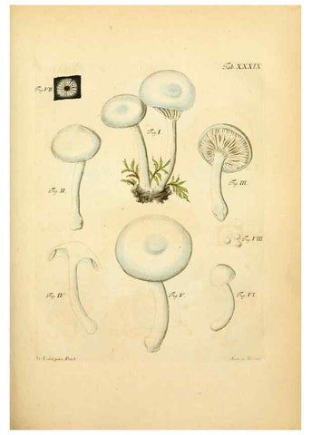 Reproducción/Reproduction 6257420808: Fungorum qui in Bavaria et Palatinatu circa Ratisbonam nascuntur icones, nativis coloribus expressae. v.1-2. Erlangae,Apud J.J. Palmium,1800