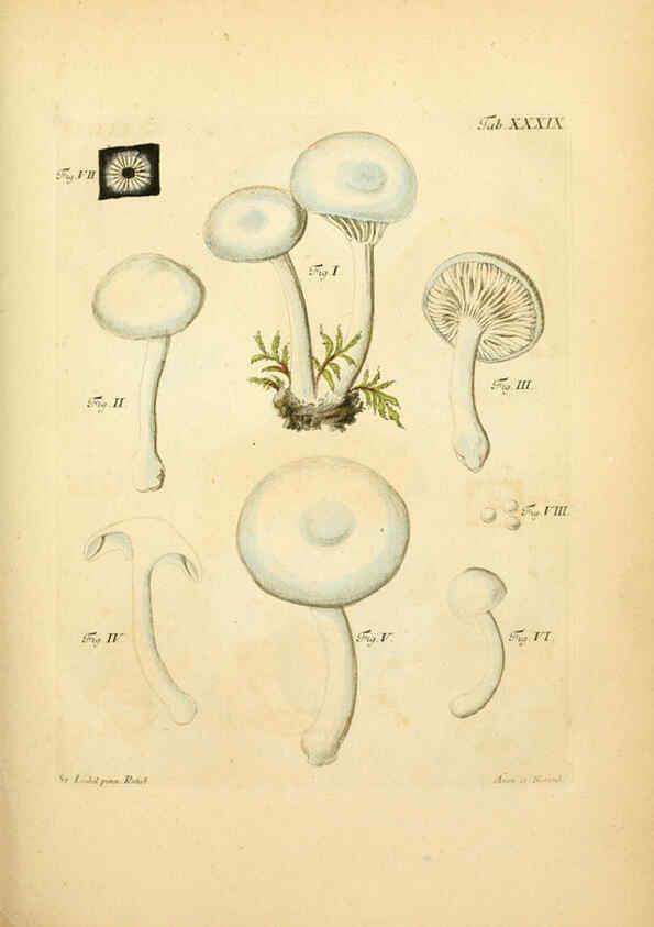 Reproducción/Reproduction 6257420808: Fungorum qui in Bavaria et Palatinatu circa Ratisbonam nascuntur icones, nativis coloribus expressae. v.1-2. Erlangae,Apud J.J. Palmium,1800