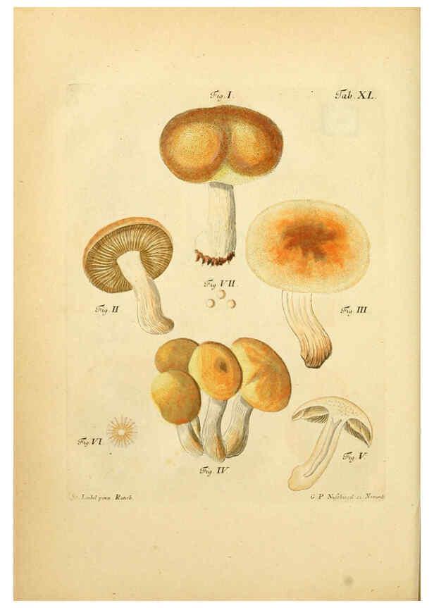 Reproducción/Reproduction 6256891279: Fungorum qui in Bavaria et Palatinatu circa Ratisbonam nascuntur icones, nativis coloribus expressae. v.1-2. Erlangae,Apud J.J. Palmium,1800
