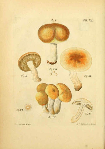 Reproducción/Reproduction 6256891279: Fungorum qui in Bavaria et Palatinatu circa Ratisbonam nascuntur icones, nativis coloribus expressae. v.1-2. Erlangae,Apud J.J. Palmium,1800