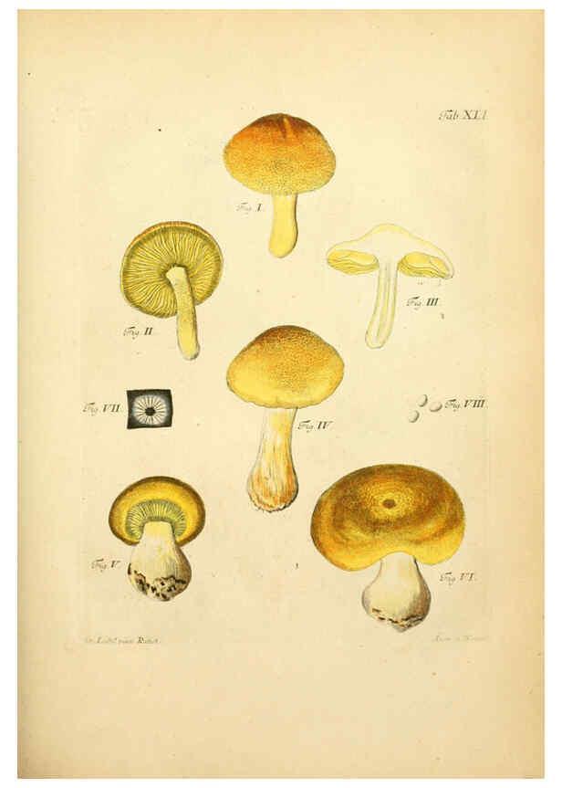 Reproducción/Reproduction 6257421338: Fungorum qui in Bavaria et Palatinatu circa Ratisbonam nascuntur icones, nativis coloribus expressae. v.1-2. Erlangae,Apud J.J. Palmium,1800