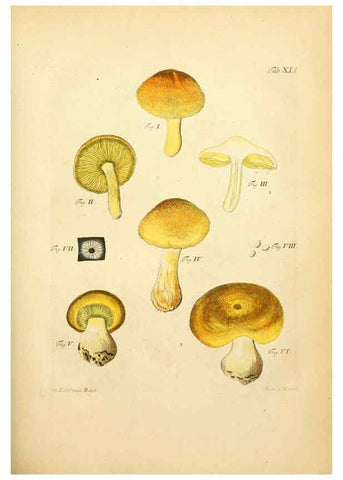 Reproducción/Reproduction 6257421338: Fungorum qui in Bavaria et Palatinatu circa Ratisbonam nascuntur icones, nativis coloribus expressae. v.1-2. Erlangae,Apud J.J. Palmium,1800