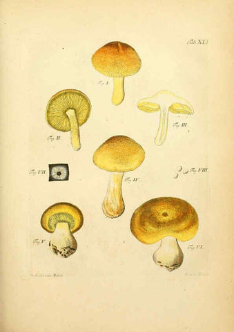 Reproducción/Reproduction 6257421338: Fungorum qui in Bavaria et Palatinatu circa Ratisbonam nascuntur icones, nativis coloribus expressae. v.1-2. Erlangae,Apud J.J. Palmium,1800