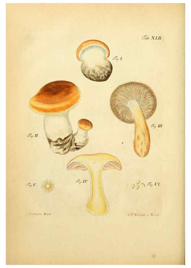 Reproducción/Reproduction 6257421510: Fungorum qui in Bavaria et Palatinatu circa Ratisbonam nascuntur icones, nativis coloribus expressae. v.1-2. Erlangae,Apud J.J. Palmium,1800