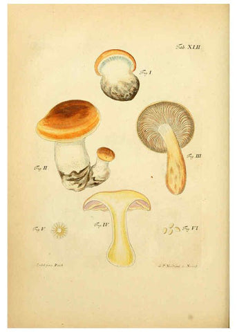 Reproducción/Reproduction 6257421510: Fungorum qui in Bavaria et Palatinatu circa Ratisbonam nascuntur icones, nativis coloribus expressae. v.1-2. Erlangae,Apud J.J. Palmium,1800