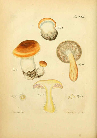 Reproducción/Reproduction 6257421510: Fungorum qui in Bavaria et Palatinatu circa Ratisbonam nascuntur icones, nativis coloribus expressae. v.1-2. Erlangae,Apud J.J. Palmium,1800