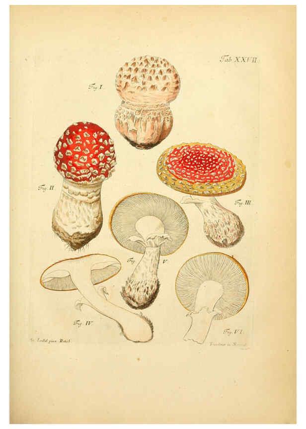 Reproducción/Reproduction 6257417856: Fungorum qui in Bavaria et Palatinatu circa Ratisbonam nascuntur icones, nativis coloribus expressae. v.1-2. Erlangae,Apud J.J. Palmium,1800