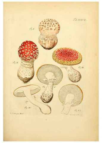 Reproducción/Reproduction 6257417856: Fungorum qui in Bavaria et Palatinatu circa Ratisbonam nascuntur icones, nativis coloribus expressae. v.1-2. Erlangae,Apud J.J. Palmium,1800