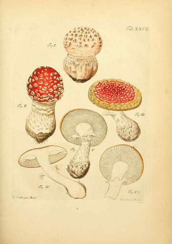 Reproducción/Reproduction 6257417856: Fungorum qui in Bavaria et Palatinatu circa Ratisbonam nascuntur icones, nativis coloribus expressae. v.1-2. Erlangae,Apud J.J. Palmium,1800