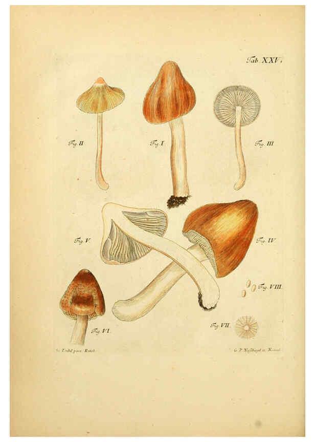 Reproducción/Reproduction 6256887803: Fungorum qui in Bavaria et Palatinatu circa Ratisbonam nascuntur icones, nativis coloribus expressae. v.1-2. Erlangae,Apud J.J. Palmium,1800