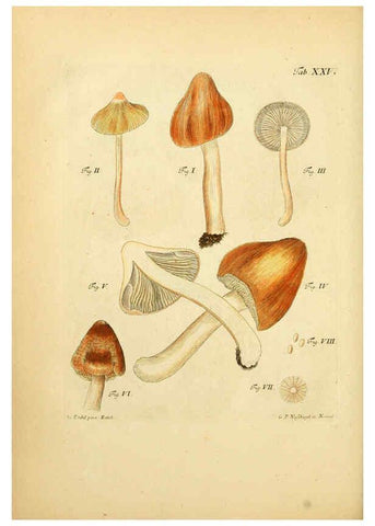 Reproducción/Reproduction 6256887803: Fungorum qui in Bavaria et Palatinatu circa Ratisbonam nascuntur icones, nativis coloribus expressae. v.1-2. Erlangae,Apud J.J. Palmium,1800