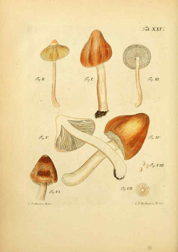 Reproducción/Reproduction 6256887803: Fungorum qui in Bavaria et Palatinatu circa Ratisbonam nascuntur icones, nativis coloribus expressae. v.1-2. Erlangae,Apud J.J. Palmium,1800