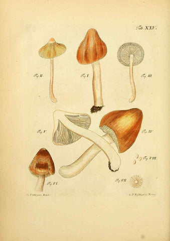 Reproducción/Reproduction 6256887803: Fungorum qui in Bavaria et Palatinatu circa Ratisbonam nascuntur icones, nativis coloribus expressae. v.1-2. Erlangae,Apud J.J. Palmium,1800