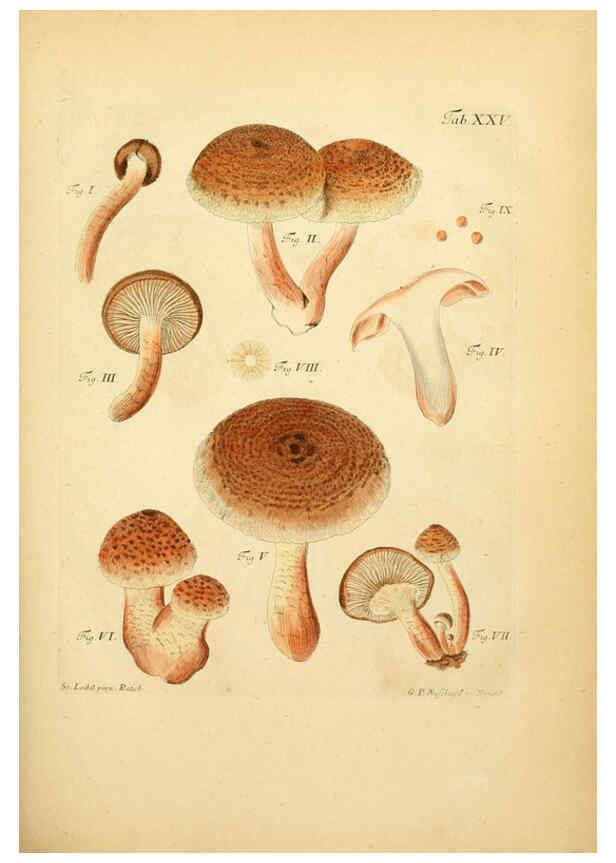 Reproducción/Reproduction 6256887481: Fungorum qui in Bavaria et Palatinatu circa Ratisbonam nascuntur icones, nativis coloribus expressae. v.1-2. Erlangae,Apud J.J. Palmium,1800