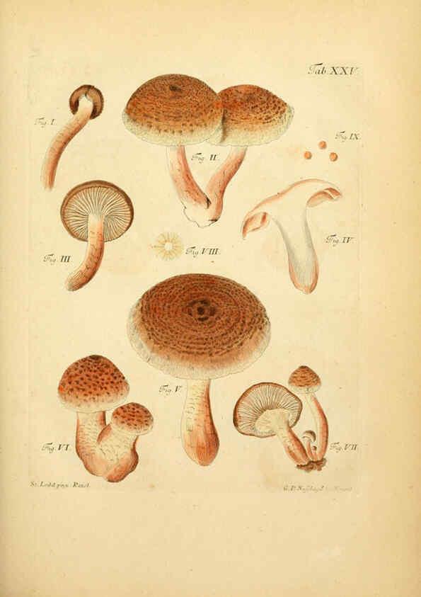 Reproducción/Reproduction 6256887481: Fungorum qui in Bavaria et Palatinatu circa Ratisbonam nascuntur icones, nativis coloribus expressae. v.1-2. Erlangae,Apud J.J. Palmium,1800