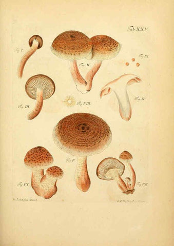 Reproducción/Reproduction 6256887481: Fungorum qui in Bavaria et Palatinatu circa Ratisbonam nascuntur icones, nativis coloribus expressae. v.1-2. Erlangae,Apud J.J. Palmium,1800