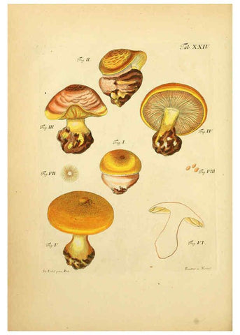 Reproducción/Reproduction 6256887097: Fungorum qui in Bavaria et Palatinatu circa Ratisbonam nascuntur icones, nativis coloribus expressae. v.1-2. Erlangae,Apud J.J. Palmium,1800