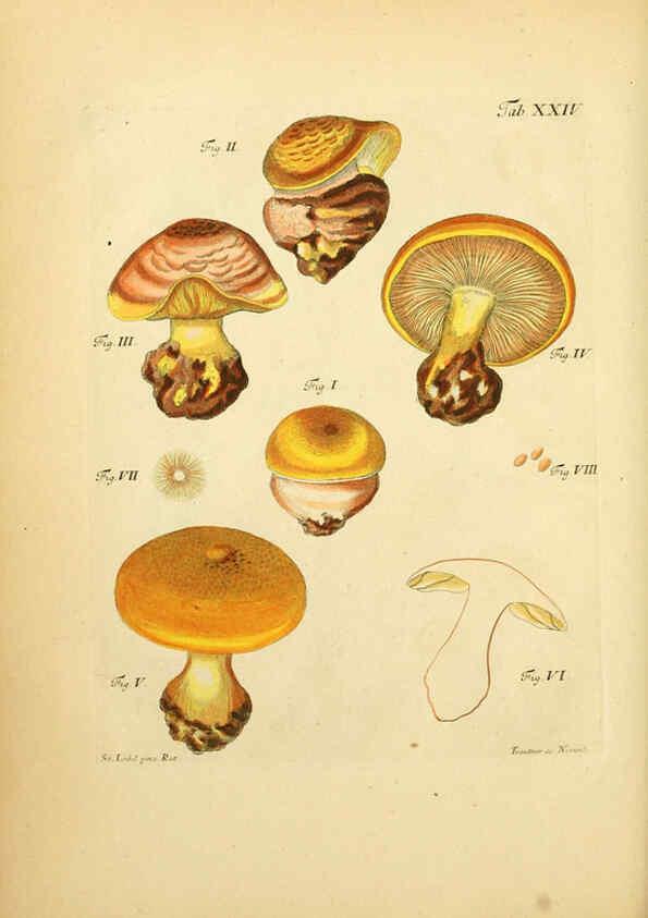 Reproducción/Reproduction 6256887097: Fungorum qui in Bavaria et Palatinatu circa Ratisbonam nascuntur icones, nativis coloribus expressae. v.1-2. Erlangae,Apud J.J. Palmium,1800
