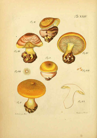 Reproducción/Reproduction 6256887097: Fungorum qui in Bavaria et Palatinatu circa Ratisbonam nascuntur icones, nativis coloribus expressae. v.1-2. Erlangae,Apud J.J. Palmium,1800