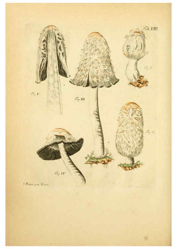 Reproducción/Reproduction 6257412712: Fungorum qui in Bavaria et Palatinatu circa Ratisbonam nascuntur icones, nativis coloribus expressae. v.1-2. Erlangae,Apud J.J. Palmium,1800