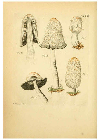 Reproducción/Reproduction 6257412712: Fungorum qui in Bavaria et Palatinatu circa Ratisbonam nascuntur icones, nativis coloribus expressae. v.1-2. Erlangae,Apud J.J. Palmium,1800